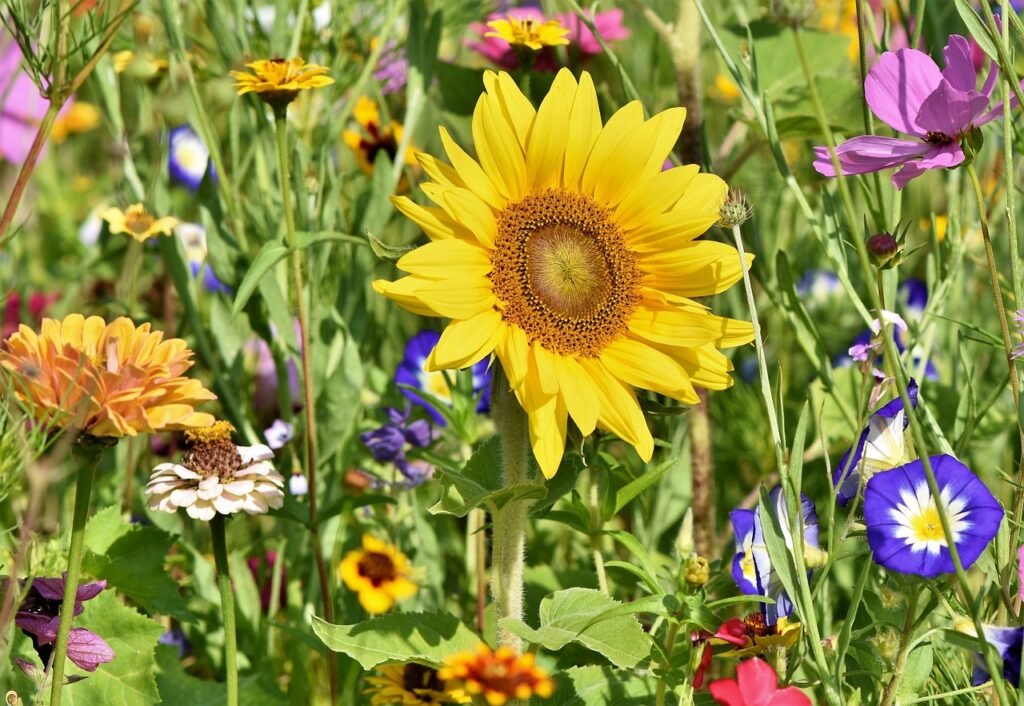 sunflower, flowers, flower bed, flower wallpaper, flower meadow, petals, bloom, bright, wild flowers, wildflowers, flower background, garden flowers, beautiful flowers, colorful, plant, meadow, nature, flora, garden